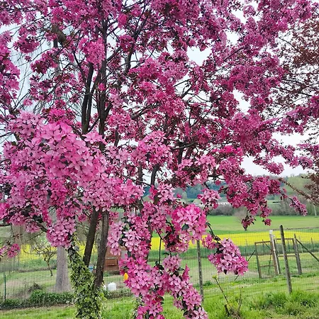 Bed & Breakfast Cascina Patrizia 3*