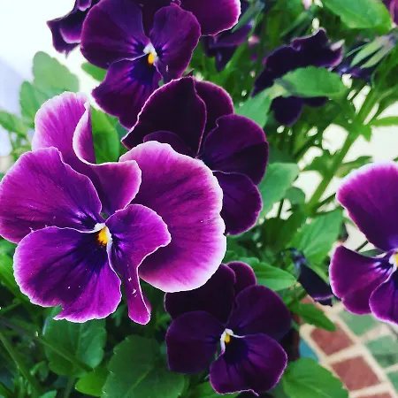 B&B Cascina Patrizia 3*