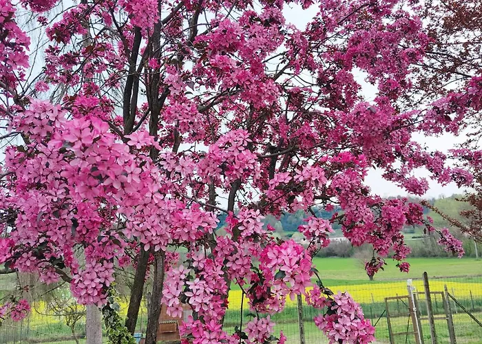 Bed & Breakfast Cascina Patrizia 3*